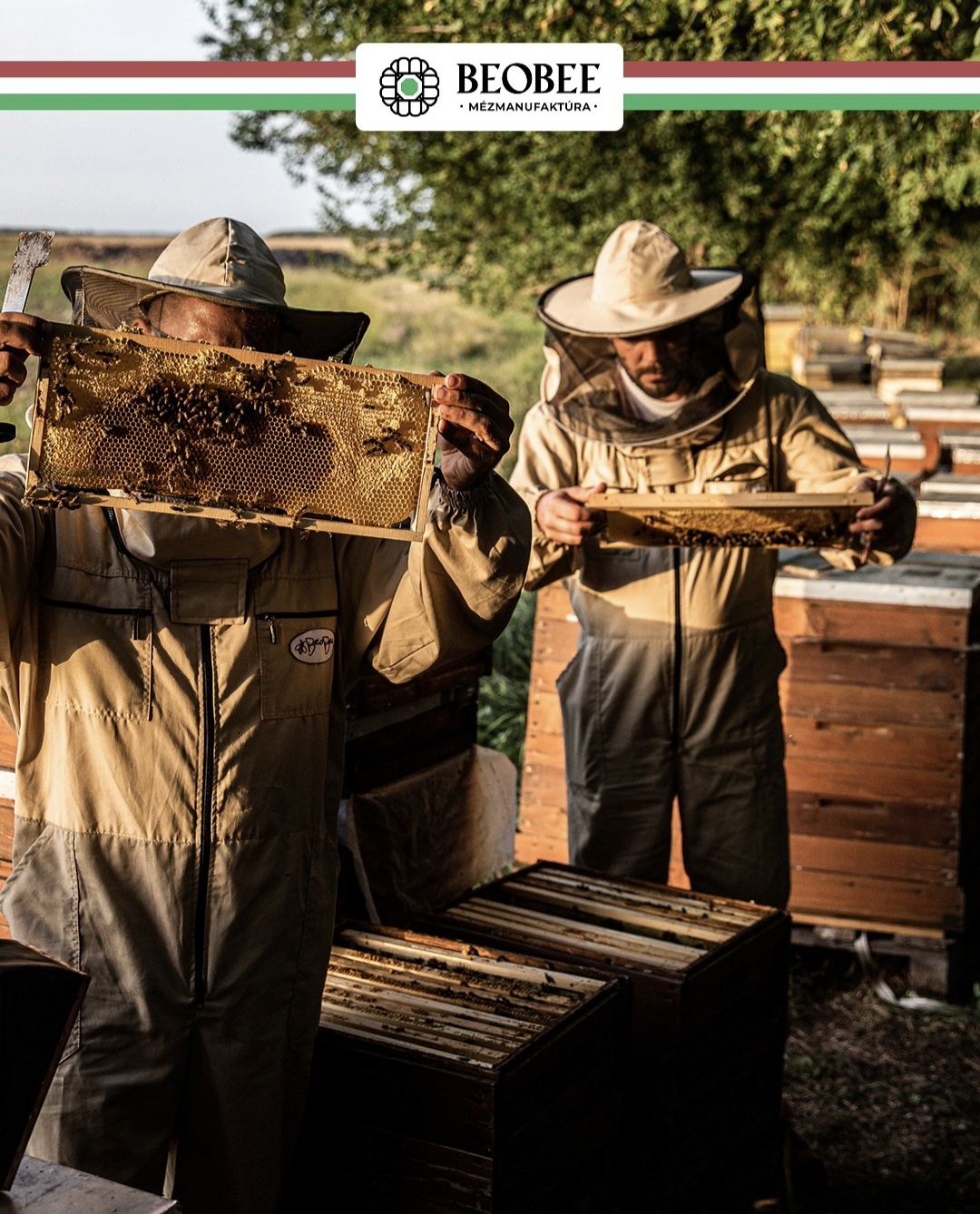 Hungarian beekeepers harvesting honey at golden hour